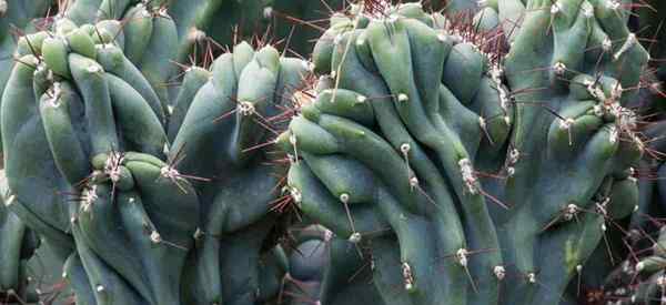 Cereus peruvianus monstrose tumbuh dan peduli