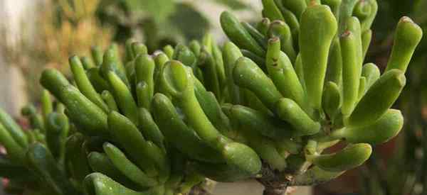 Tipps zu Gollum Jade Care wachsen Crassula ovata gollum pflanzen