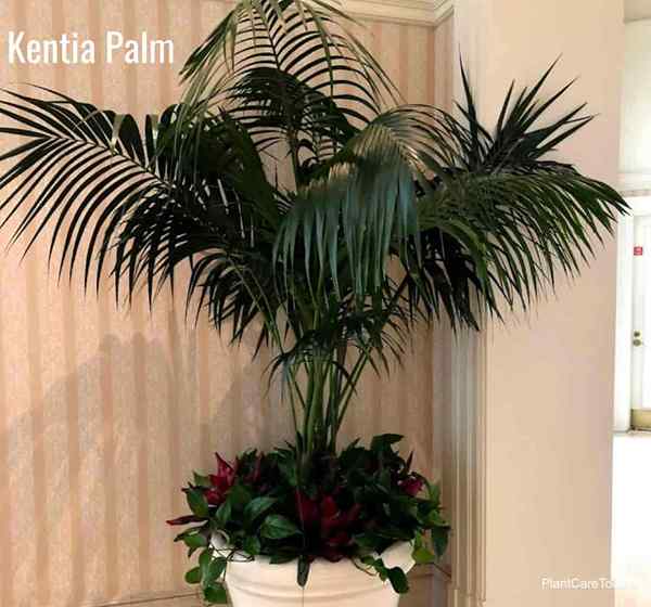 Wachsende Indoor -Palmen wie man in Innenräumen für Handflächen kümmert
