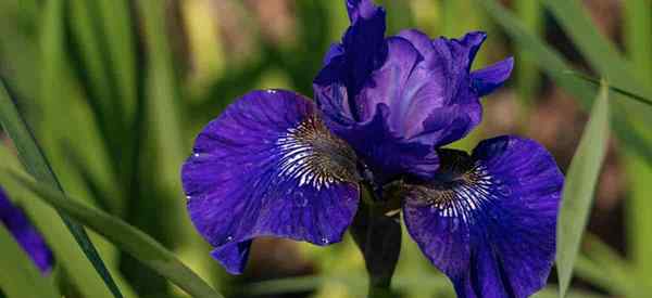 Plantas de iris barbudas excavando, dividiendo y restableciendo