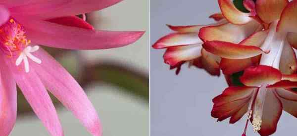 ¿Cuál es la diferencia entre el cactus de Navidad vs Cactus de Pascua??