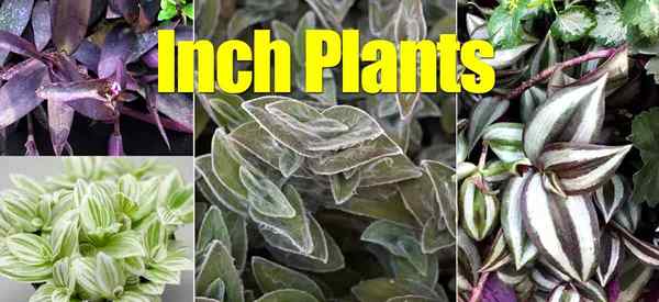 Inch Plantes Une grande famille heureuse pour grandir et collecter