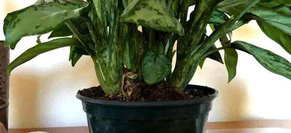 Mezcla de suelo de hoja perenne china Suelo para macetas para plantas de aglaonema