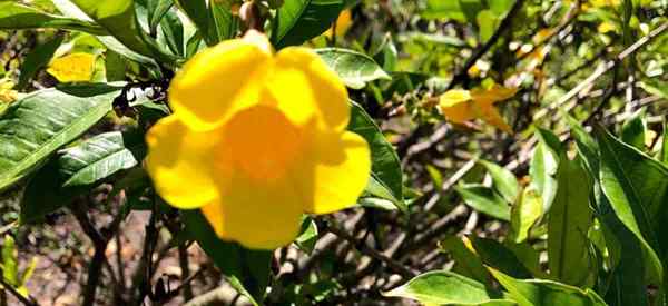 Dwarf Allamanda tumbuh dan peduli