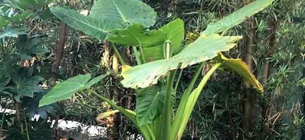 Rosnąca Alocasia MacRorrhiza Giant Exe Ears Care