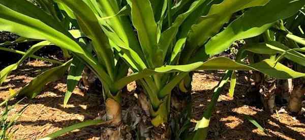 Propagierung von Crinum -Lily -Pflanzen, die Crinum -Lilien beginnen