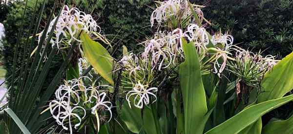 Crinum lys toxique ou toxique sont des lys crimans?