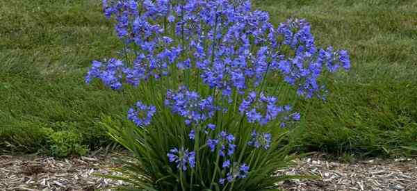 Kurcaci Agapanthus peduli bagaimana menumbuhkan lily kerdil dari Nile