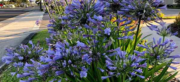 Dividando las plantas de Agapanthus cómo dividir el lirio de los bulbos del Nilo