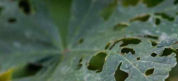 ¿Cuáles son los insectos que tiran las hojas en las plantas??