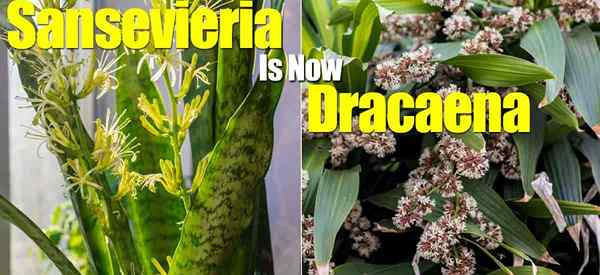 Schlangenpflanzen Sansevieria sind jetzt eine Dracaena!