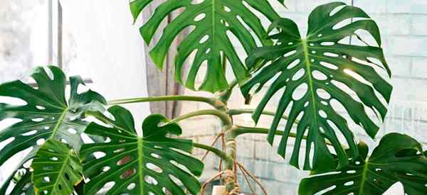 Como propagar plantas monstera