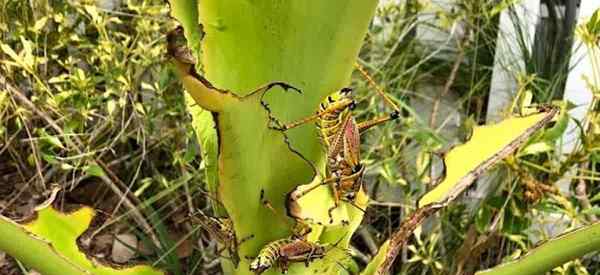 Grasshoppers destruyendo tus plantas de lirio de crino? Deshazte de ellos