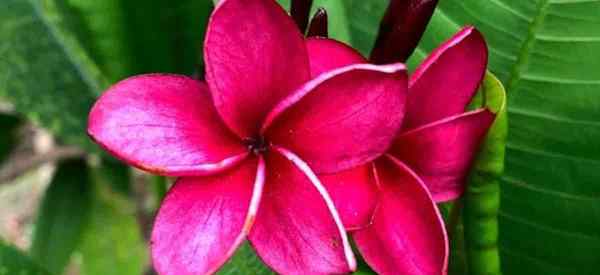 Plumeria rubra como cultivar e cuidar de rubra fragipani