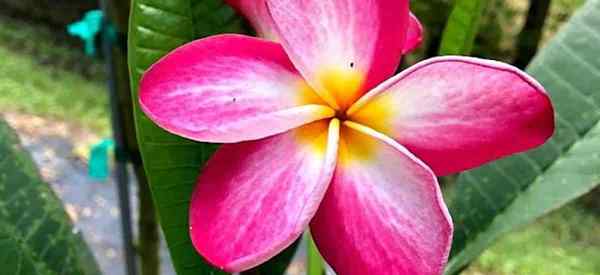 Cara Mengenai Plumeria Berkembang di Pot