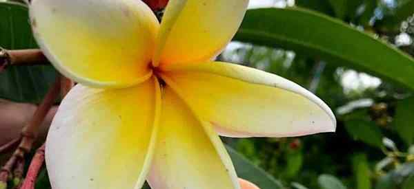 Suelo Plumeria ¿Qué mezcla para macetas??