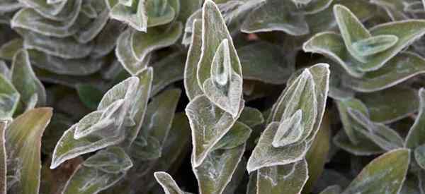 Comment cultiver Tradescantia Sillamontana White Gossamer Plant Care