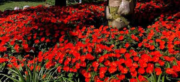 ¿Por qué mis impactos no están floreciendo?? Impatiens sin flores