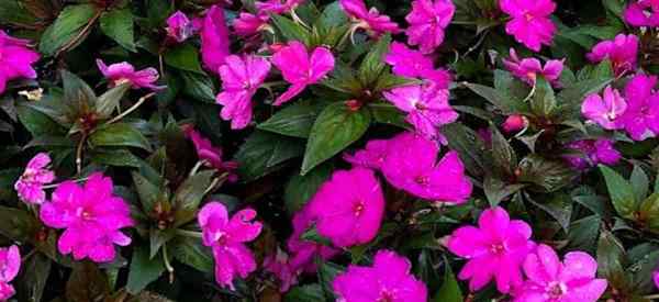 Wie man Impatiens -Tipps zum Abschneiden von Impatiens -Pflanzen beschnitten