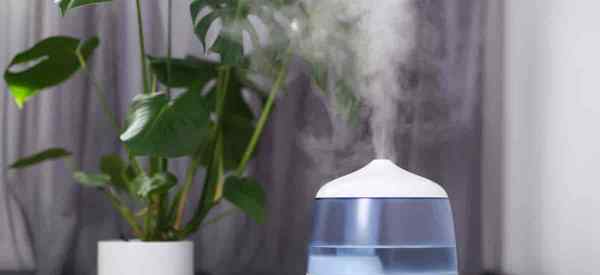 Les plantes intérieures ont-elles besoin d'un humidificateur pour rester en bonne santé?