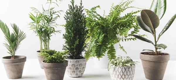 Un guide rapide sur différents types de plantes