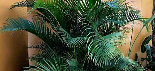 Areca Palm Plant et Care