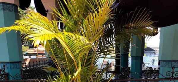Pourquoi mes feuilles de palmier Areca deviennent-elles jaunes?