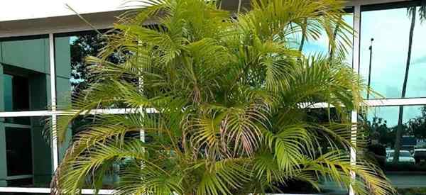 Baja sawit Areca Cara Menyuburkan Dypsis Lutescens Palms