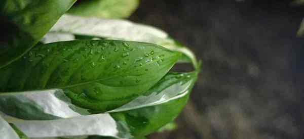 Cómo crecer y cuidar a Maranta Arundinacea