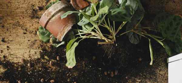 Solo da planta de oração Qual é o melhor solo de envasamento para plantas de oração?