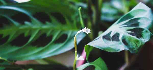 Quelle lumière est la meilleure pour les plantes de prière - allumant les marantas?