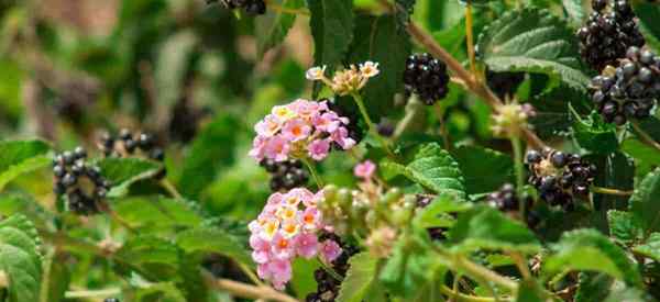 Lantana Berries adalah Lantana Berry Edible, apakah mereka aman?