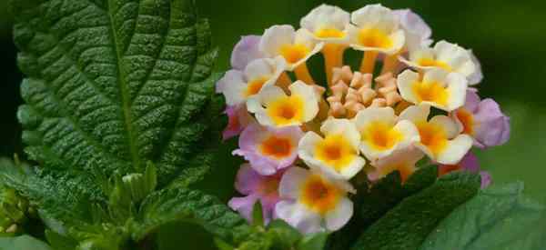 Lantana daun melengkung apa yang membuat daun di lantanas meringkuk?