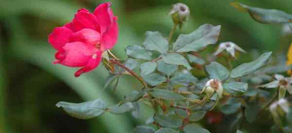 Como se livrar de lesmas de rosas em rosas nocauteadas?