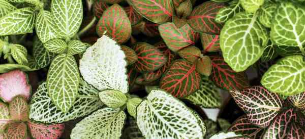 Fittonia variedades de plantas nervosas populares para crescer