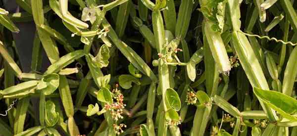 Como crescer e cuidar do Cissus quadrangularis