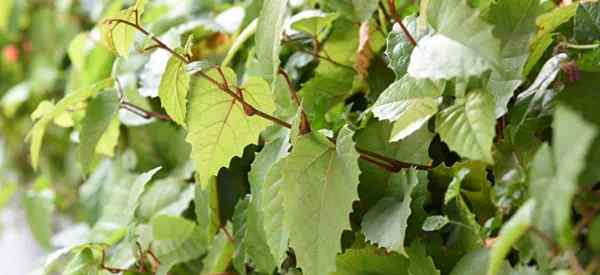 Cissus Antarctica como cultivar e cuidar da videira canguru