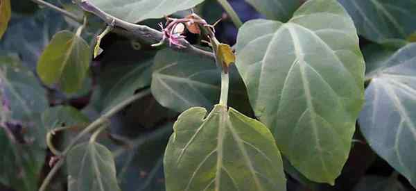 Berkembang Cissus Amazonica Cara Mengurus Amazon Jungle Vine