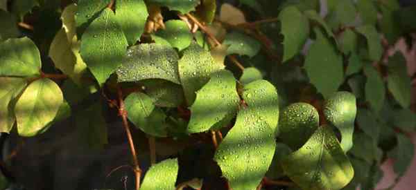 10 variedades de cissus para crescer e coletar