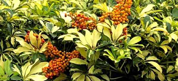 Penyebaran Schefflera 4 Cara Memulakan Tanaman Schefflera