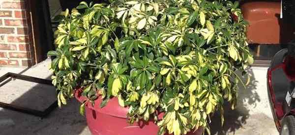 Podando Schefflera Como podar, aparar, moldar árvores de guarda -chuva