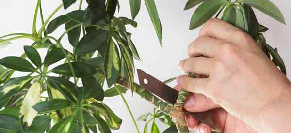 Cuttings de Schefflera cómo comenzar las plantas paraguas a partir de esquejes