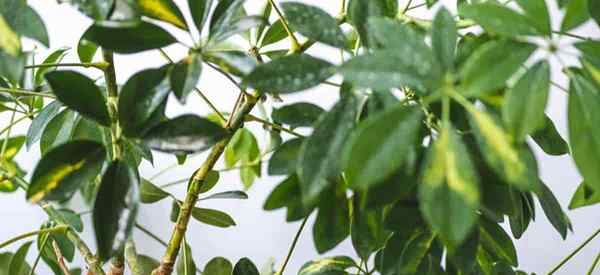 Warum wird meine Schefflera langbeinig und wie ich es beheben kann??