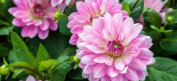 Fertilizante dahlia que tipo, quando fertilizar e quanto aplicar?