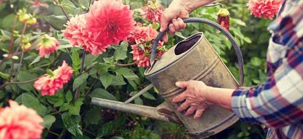 Dahlia riego consejos sobre cómo regar las plantas de Dahlia para el mejor crecimiento