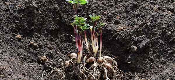 Propagasi Dahlia Tubers Cara Memulai dan Mempopori Bunga Dahlia