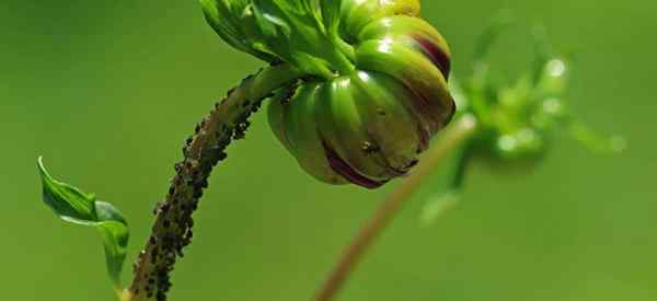 Was Insektenschädlungen Dahlia Blumen angreifen und wie man sie kontrolliert