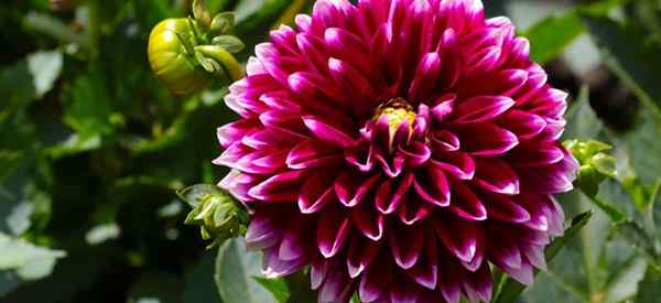 Dahlia tidak mekar 4 sebab Dahlias anda tidak akan berbunga