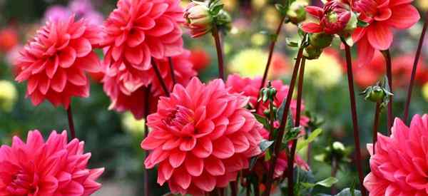 Fleurs de dahlia en croissance comment prendre soin des ampoules et des tubercules de dahlia