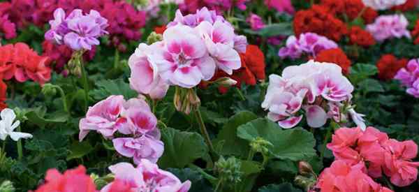 Arten von Geranien und Pelargonienblumen zum Spaß